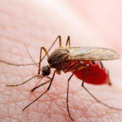 Fever in Summer? Don’t Ignore — It Could Be Malaria